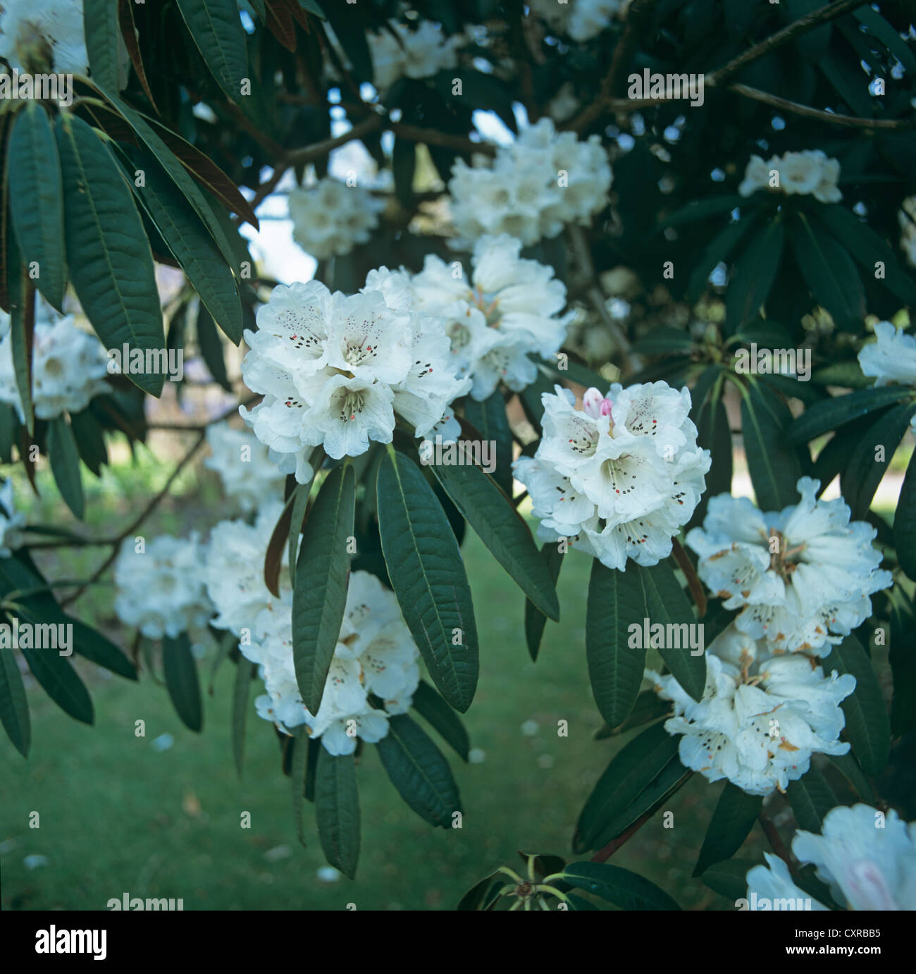 Große Blüte Zier-Strauch oder Baum, Rhododendron Falconeri, Stockfoto