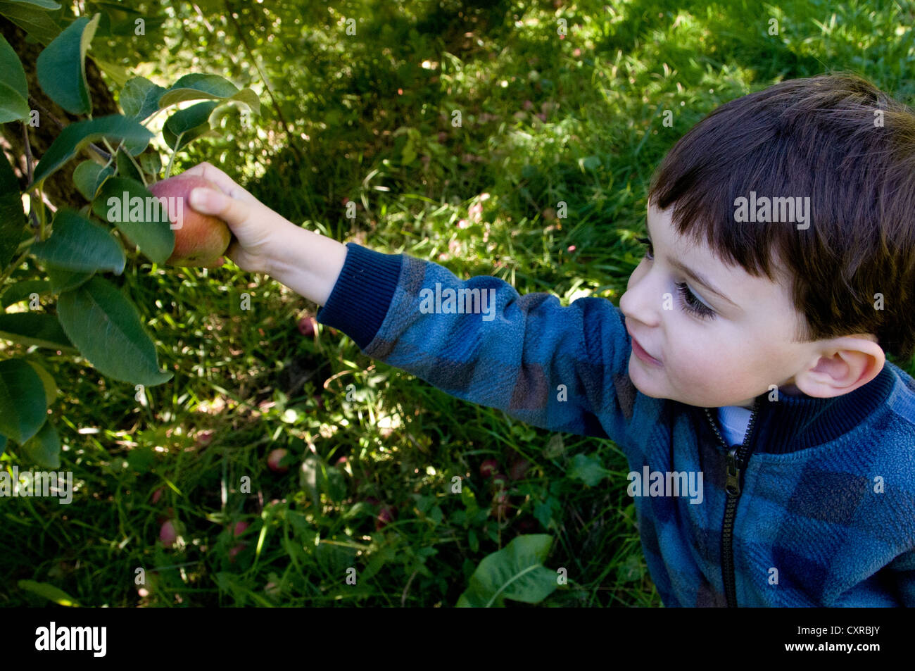 Junge pflücken Äpfel in einem Obstgarten Montérégie Region Quebec Kanada Stockfoto