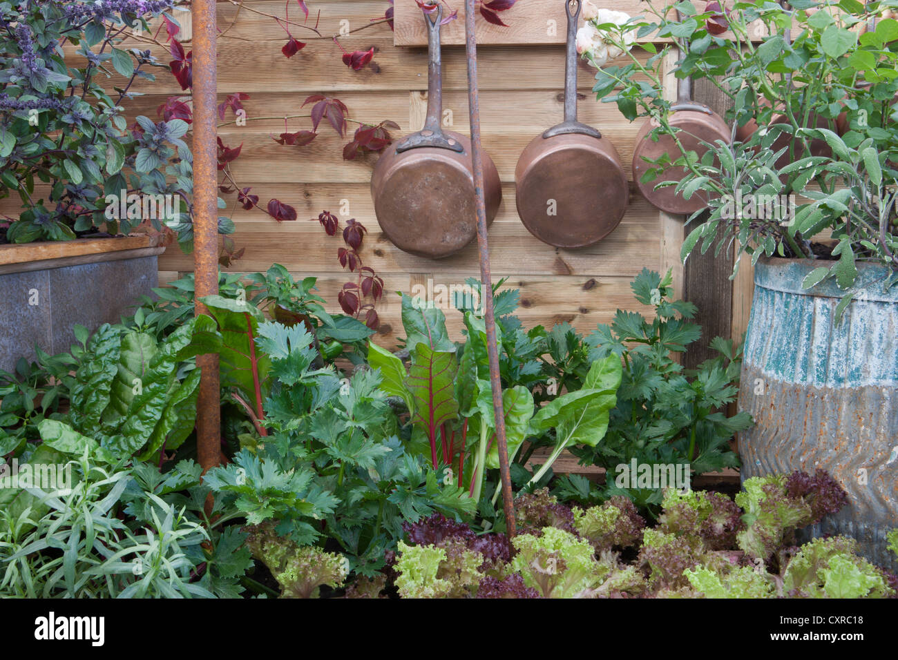Ein kleiner Raum Bio-Küchen-Gemüsegarten mit Salatsalat Anbau und Mangold - Salbei - Petersilie Kräutern im Grenzsommer England GB Großbritannien Stockfoto