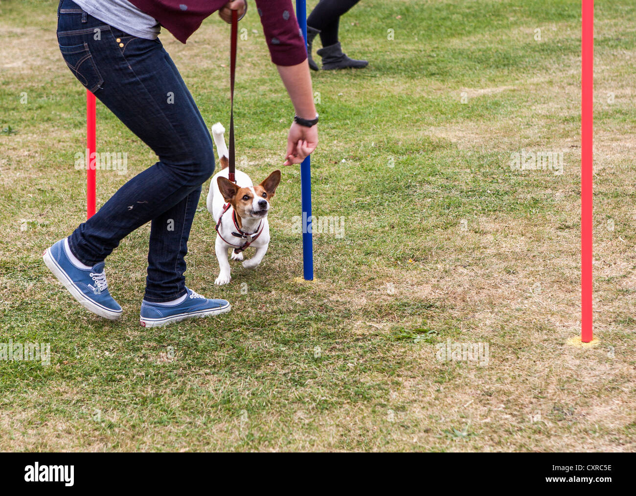 HindernisParcours für Hunde Hund zeigen in Kneller Gärten, Crane Park