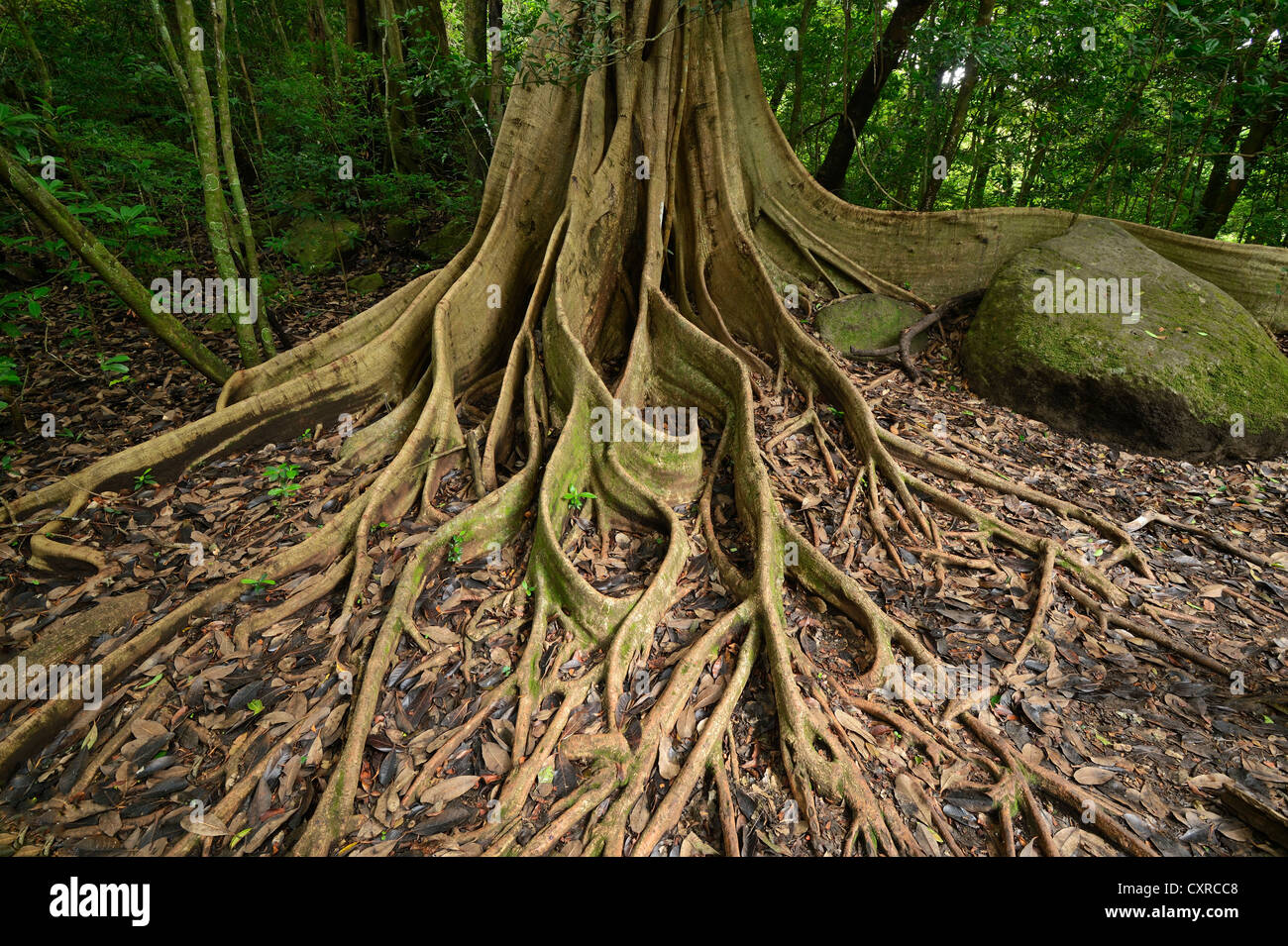 Strebepfeiler Wurzeln der Würgefeige (Ficus Americana Untergattung Urostigma), Rincon De La Vieja Nationalpark Guanacaste Stockfoto