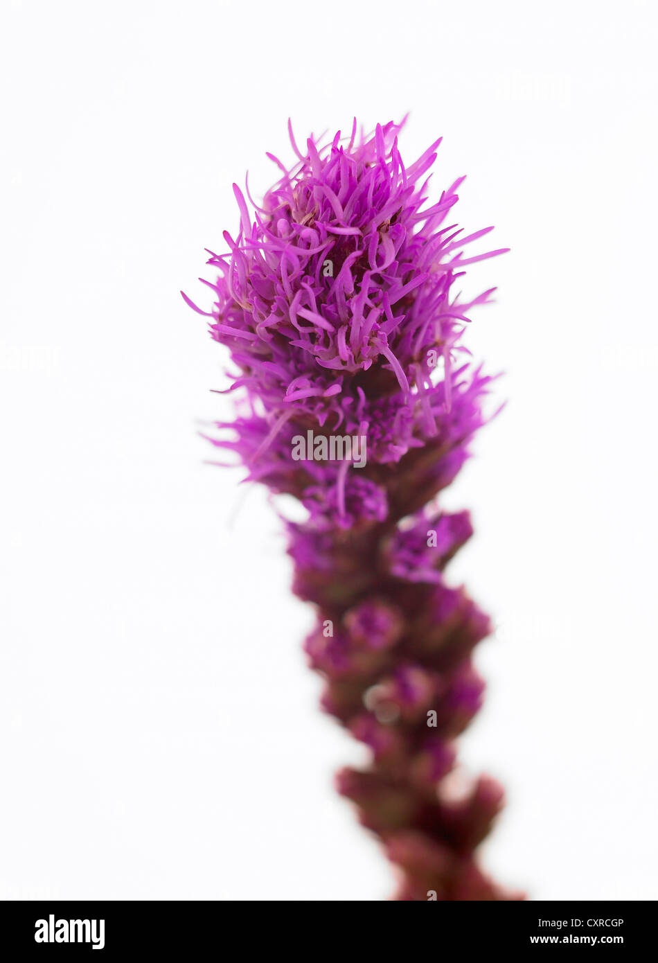 Liatris Spicata Gay Feather-Taste Snakewort Stockfoto