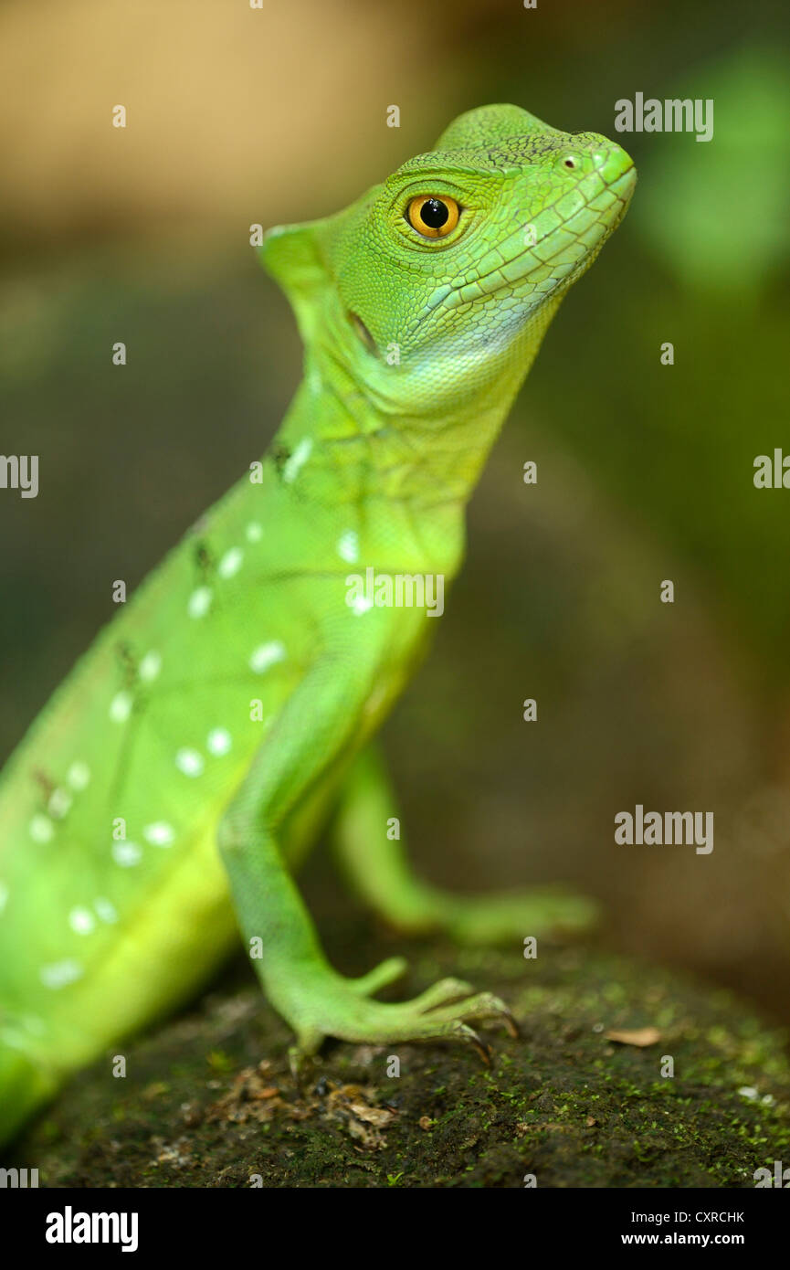 Basilisk mit zwei hauben Fotos und Bildmaterial in hoher Auflösung