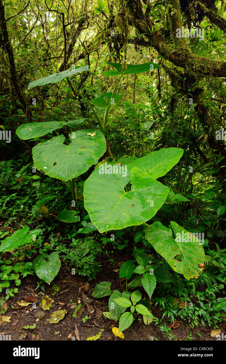 Rasur Pinsel Pflanze (Haemanthus Albiflos) in Monteverde, Costa Rica, Mittelamerika Stockfoto