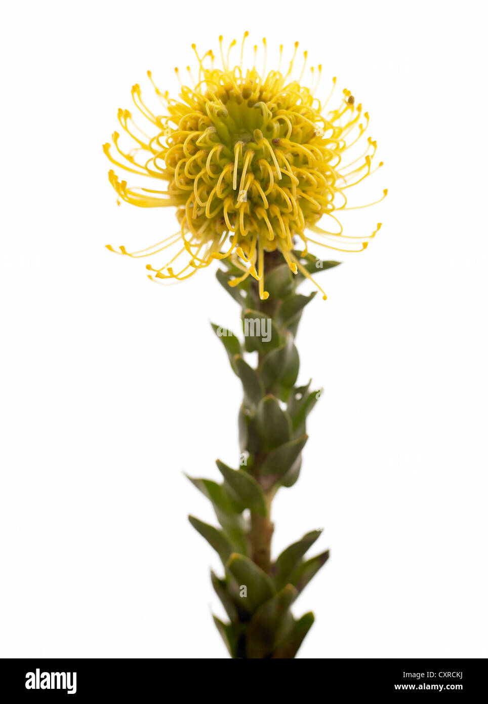 Leucospermum Nutans ' hohe Name Pincushion protea
