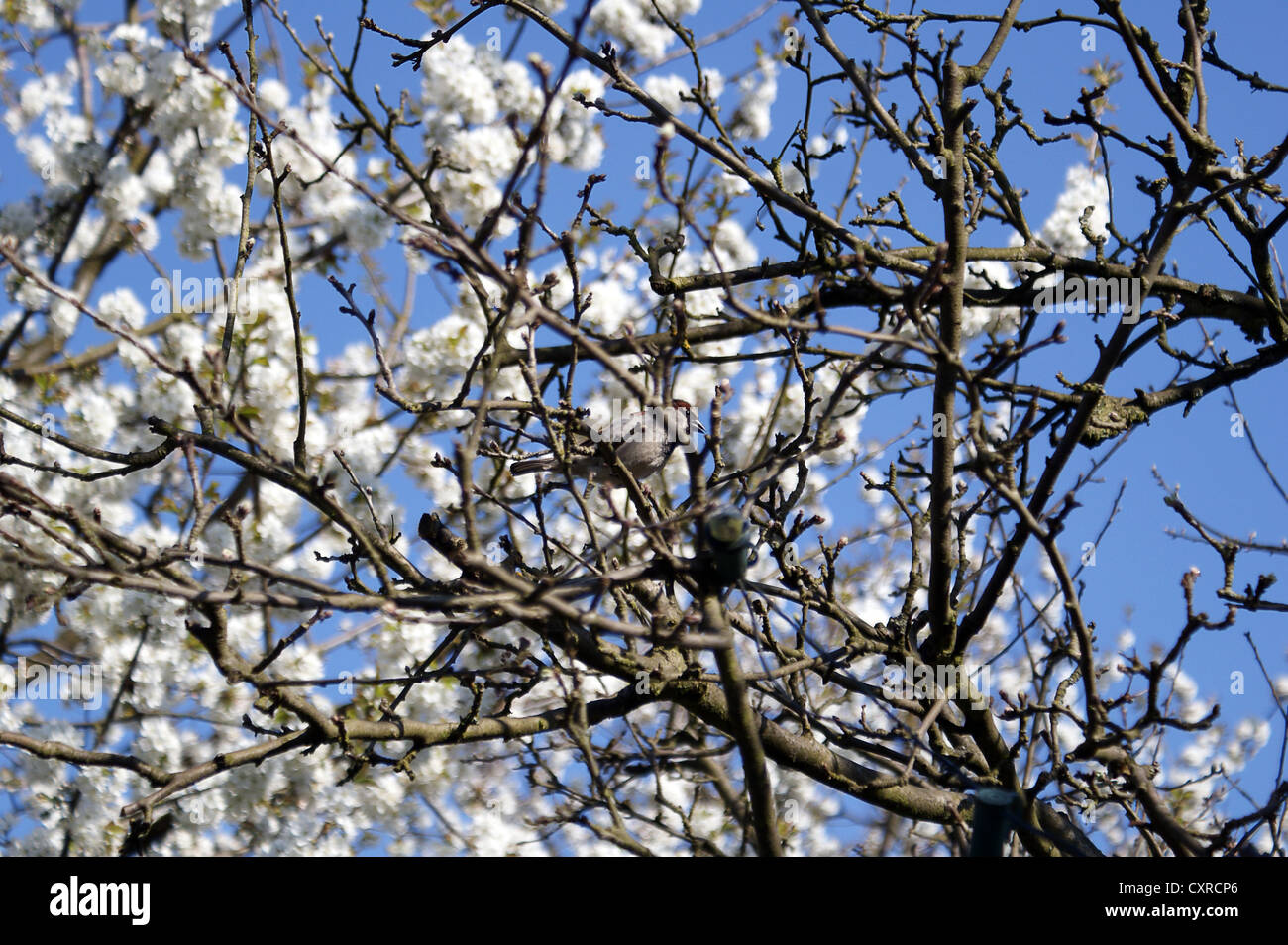 Blüten wie Wolken Stockfoto