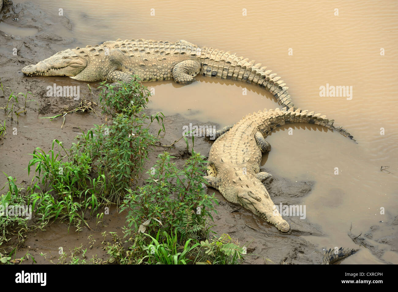 Amerikanische Krokodile (Crocodylus Acutus) auf dem Tarcoles Fluss, Costa Rica, Mittelamerika Stockfoto
