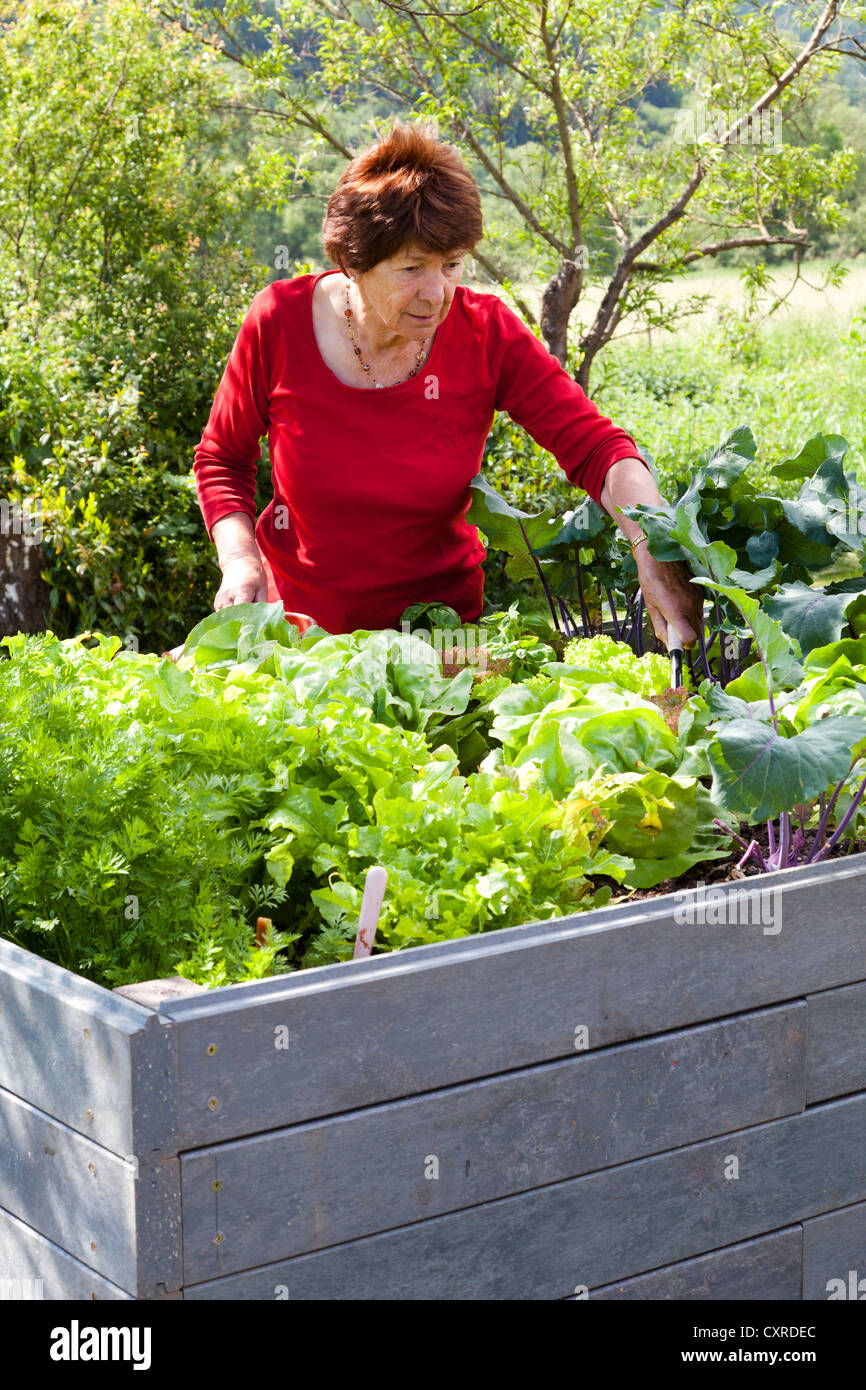 Ältere Frau, Rentner, 70-80 Jahre alt, arbeitet an einem Hochbeet in einem Garten, Bengel, Rheinland-Pfalz, Deutschland, Europa Stockfoto