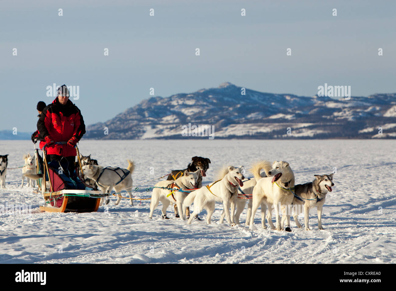 Musher mit Hundeschlitten, Schlittenhunde, weiße Führungskräfte-Teams führen Hunde, Alaskan Huskies, Bergen im Hintergrund, gefrorene Lake Laberge Stockfoto