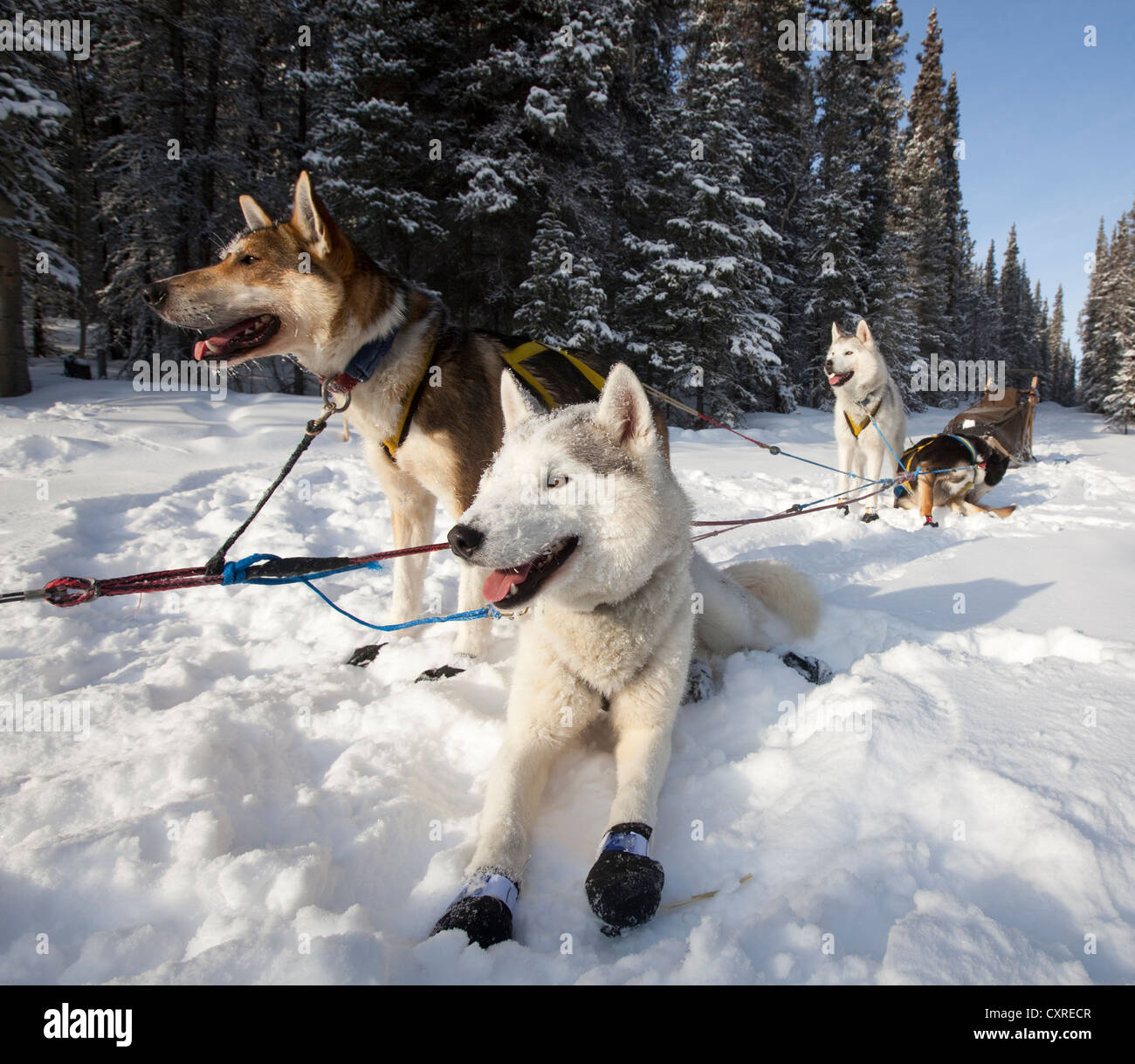 Hund Schlitten, Hundegespann, Siberian Huskies und Alaskan Huskies, Beute auf ihren Füßen, betriebsbereit, Yukon-Territorium, Kanada Stockfoto