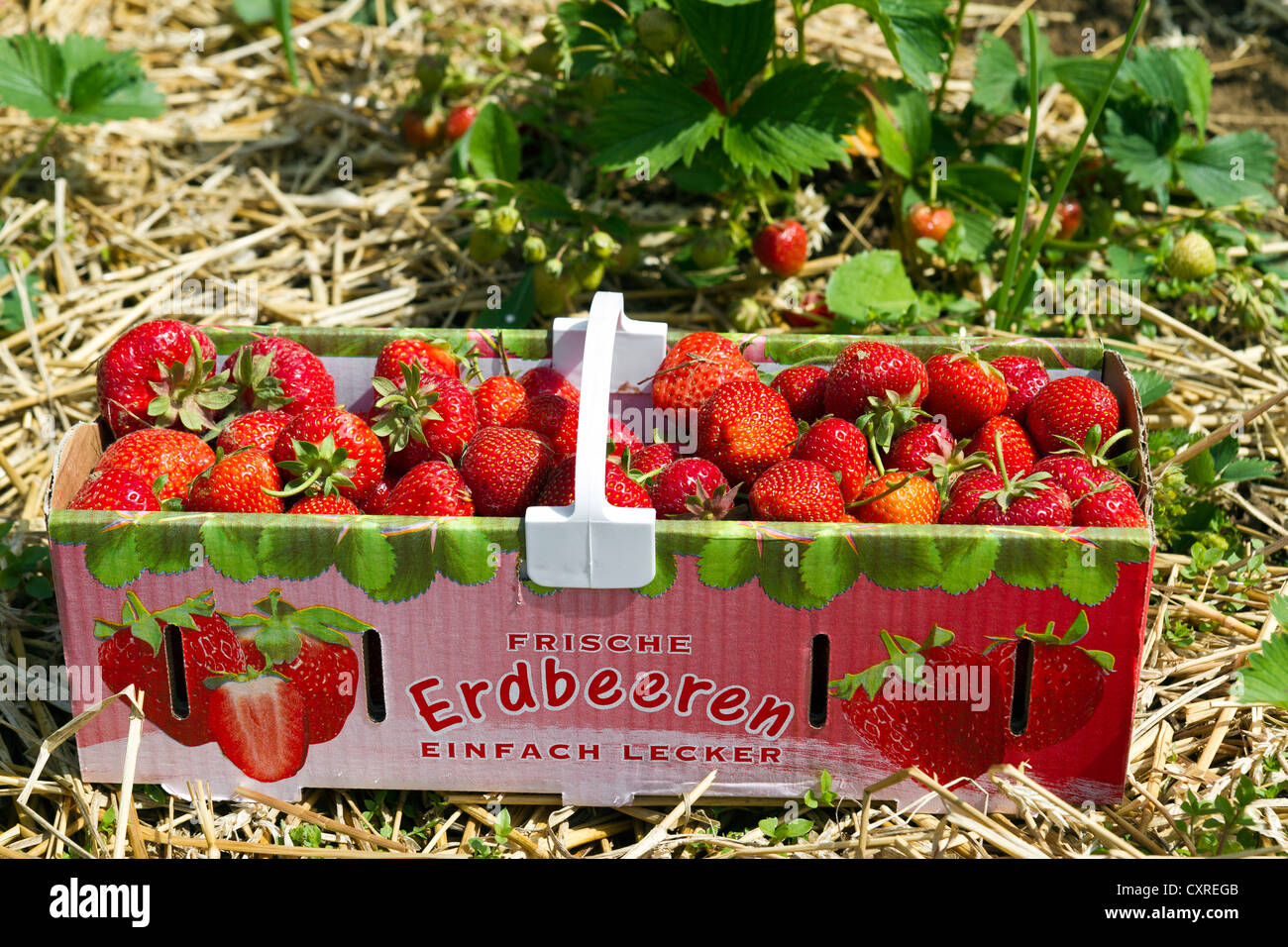 Erdbeeren in einer Korb, Erdbeere Ernte Stockfoto
