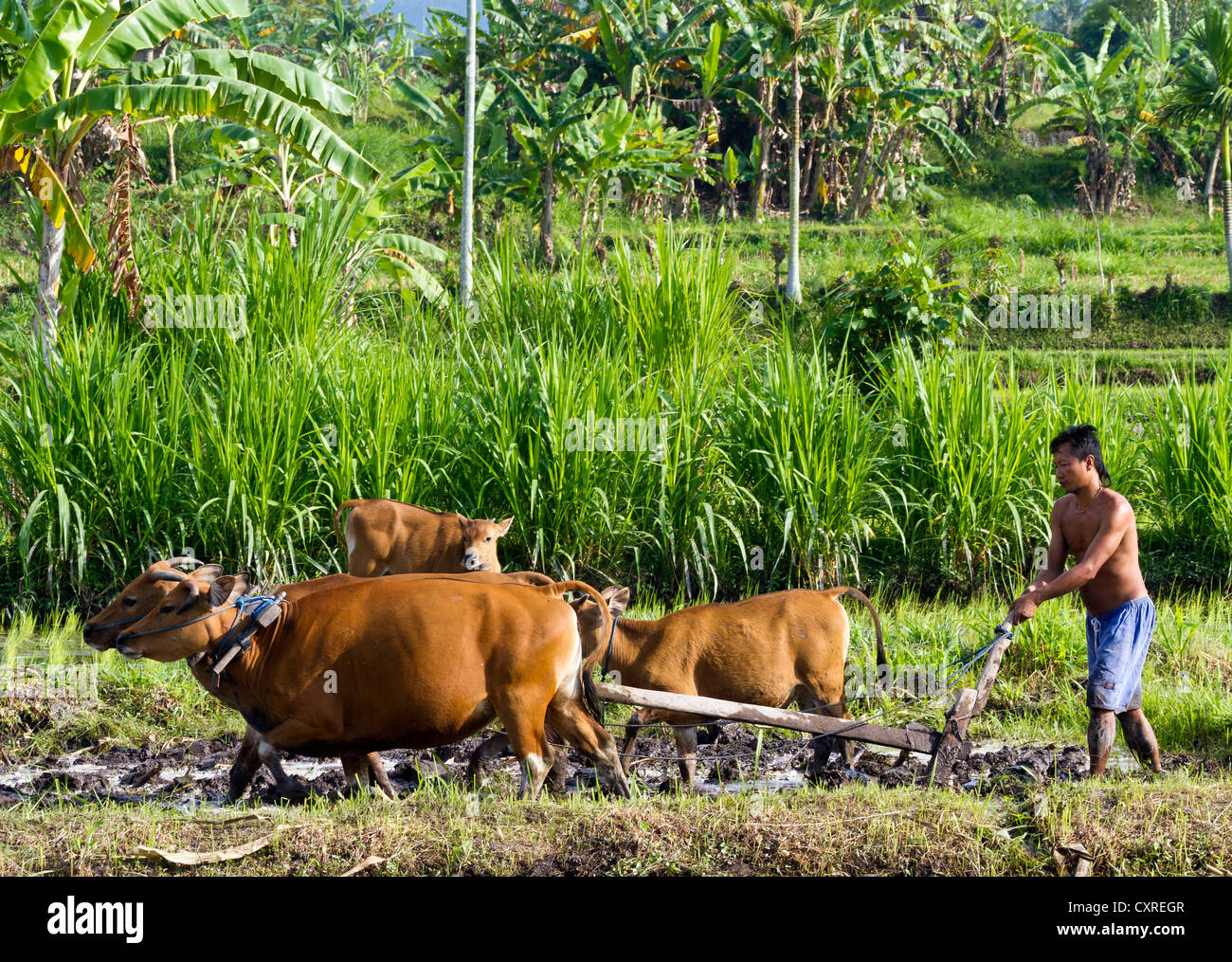 Bauer, der pflügt ein Reisfeld mit einem Wasserbüffel, in der Nähe von Candi Dasa, Ost-Bali, Bali, Indonesien, Südostasien, Asien Stockfoto