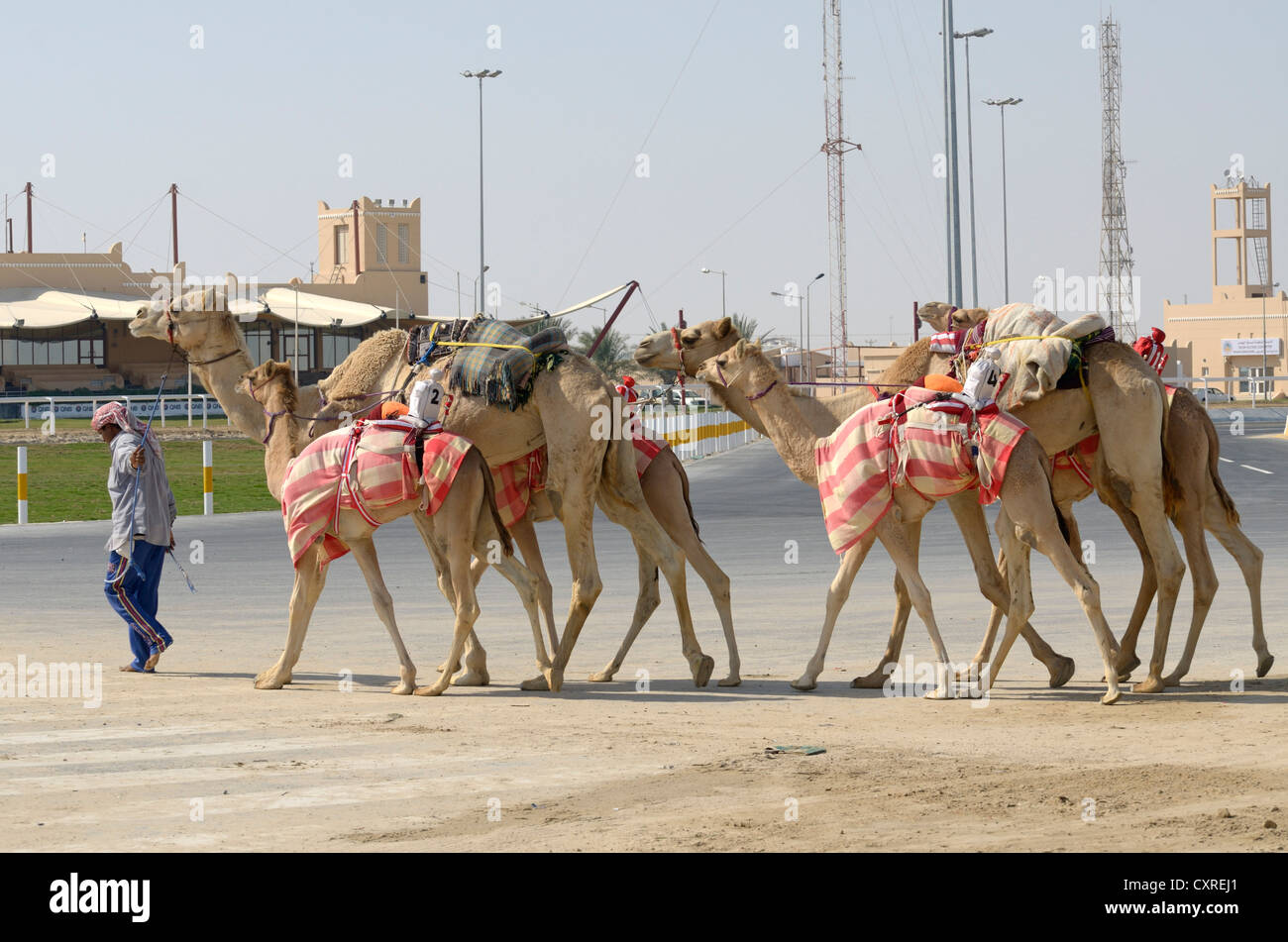 Al Sheehaniya, Camel Race Track, Doha, Katar, Vereinigte Arabische Emirate, Naher Osten Stockfoto