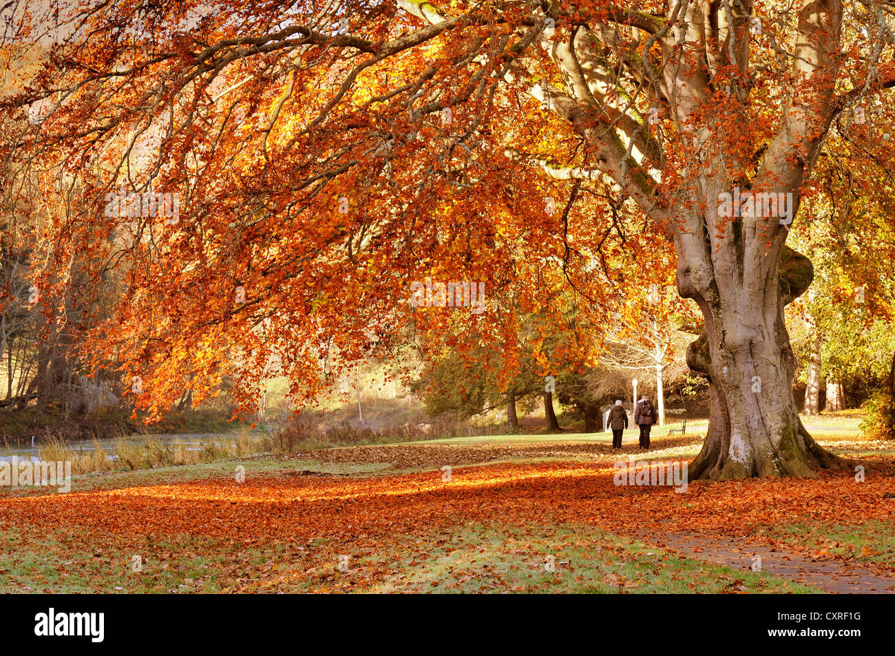 Goldene Herbst-Farben in Peebles in Scottish Borders, Schottland, Großbritannien. Stockfoto