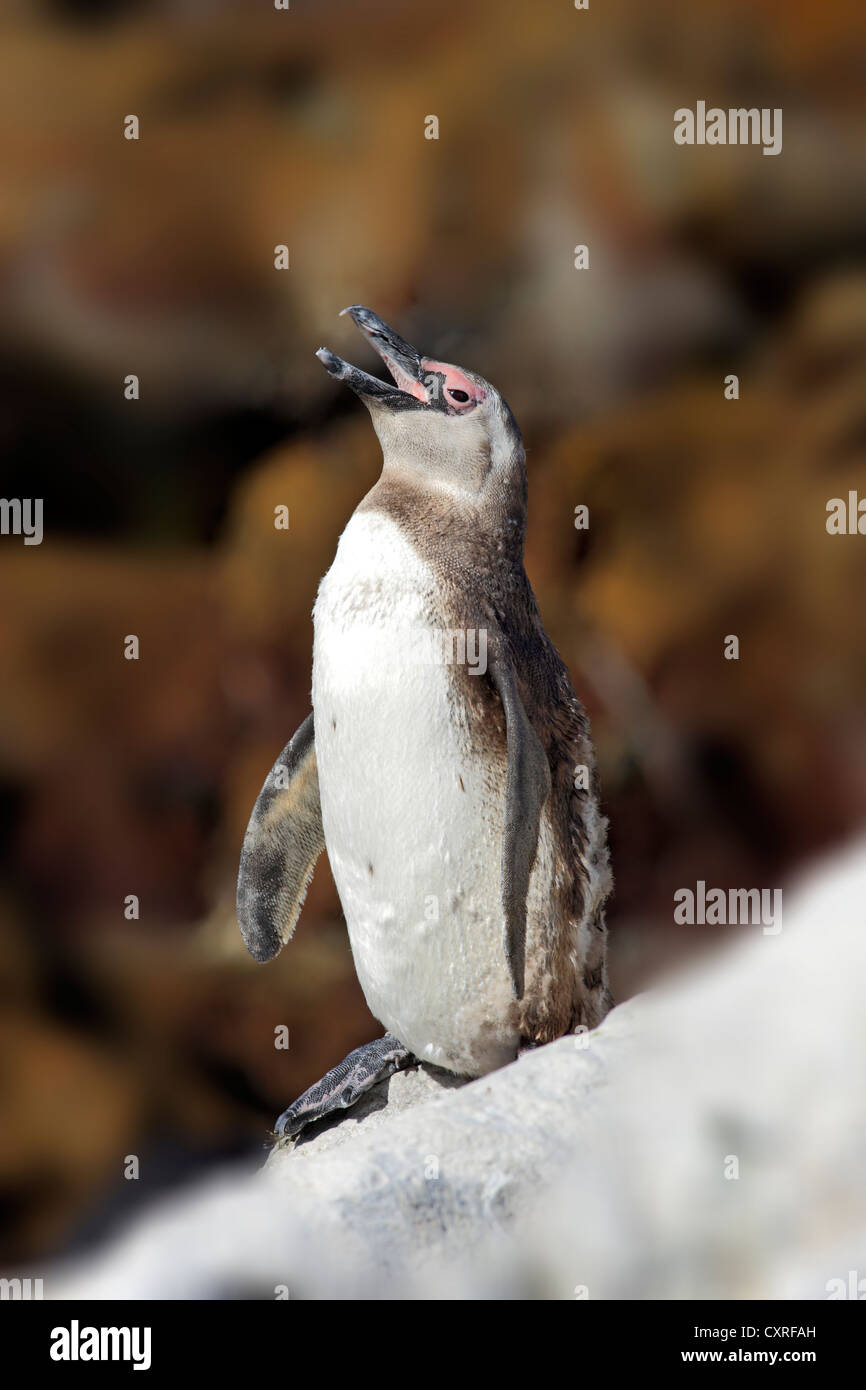 Jackass Penguin, afrikanische Pinguin oder Black-Footed Pinguin (Spheniscus Demersus), thront auf Felsen, ruhen, Bettys Bay Stockfoto