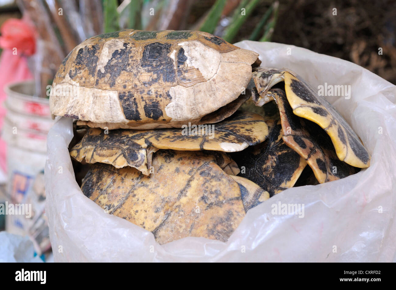 Schildkröte Muscheln, Markt in Tsim Sha Tsui, Hongkong, China, Asien Stockfoto