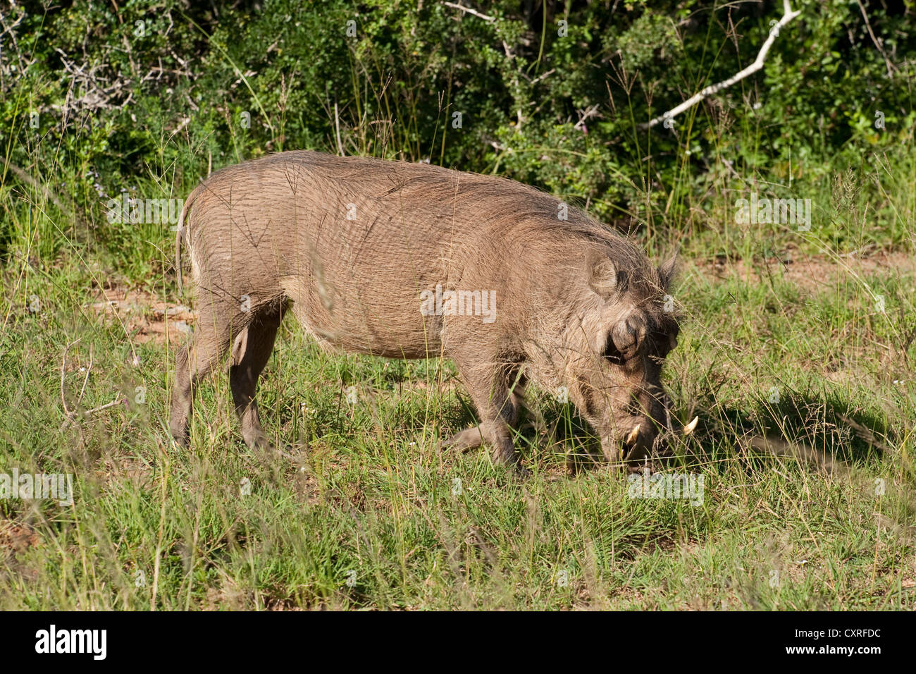 Gemeinsamen Warzenschwein (Phacochoerus Africanus) Stockfoto