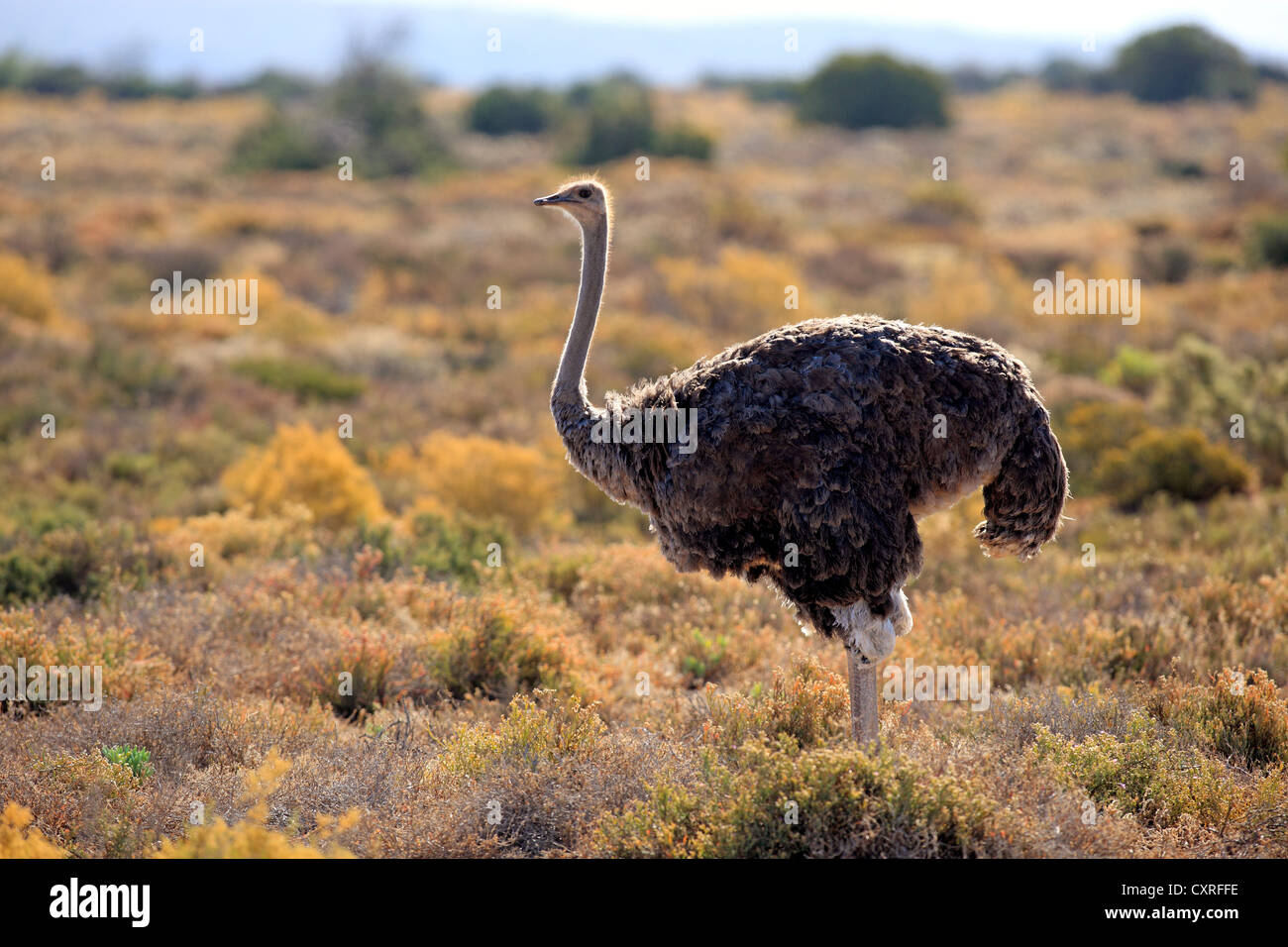 Südafrikanischen Strauß (Struthio Camelus Australis), Erwachsene, Weiblich, Oudtshoorn, Little Karoo, Südafrika, Afrika Stockfoto