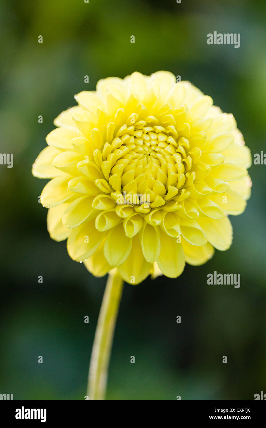 Gelbe Dahlie (Dahlia sp.), Hessen, Deutschland, Europa Stockfoto