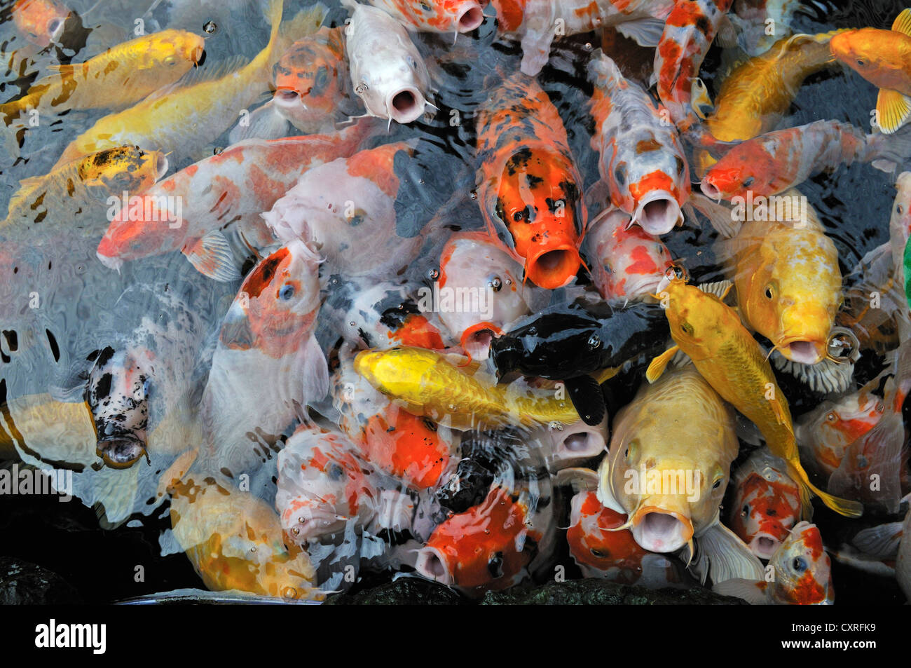 Koi Teich Stockfotos und bilder Kaufen Alamy