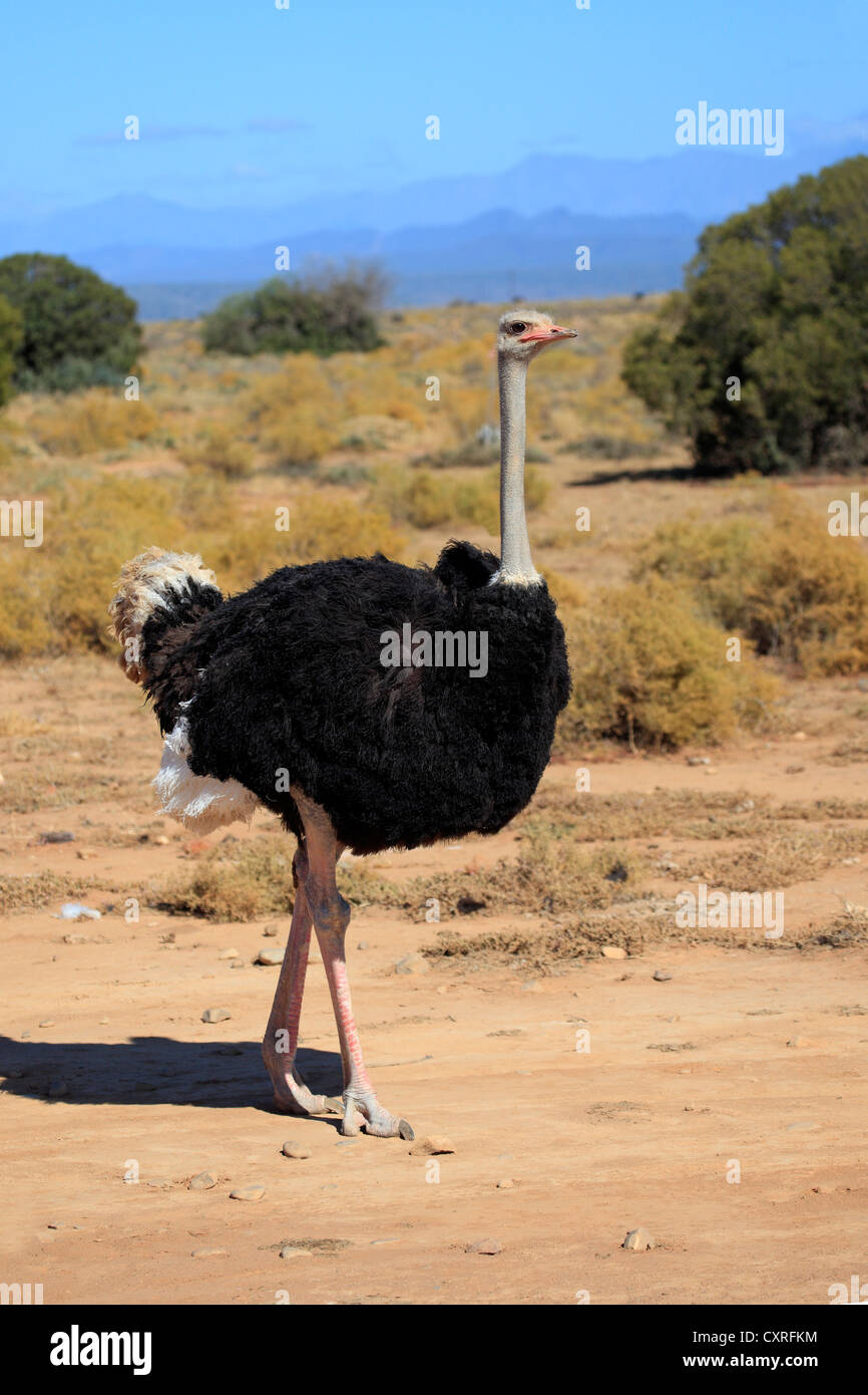 Südafrikanischen Strauß (Struthio Camelus Australis), Erwachsene, Männlich, Oudtshoorn, Little Karoo, Südafrika, Afrika Stockfoto