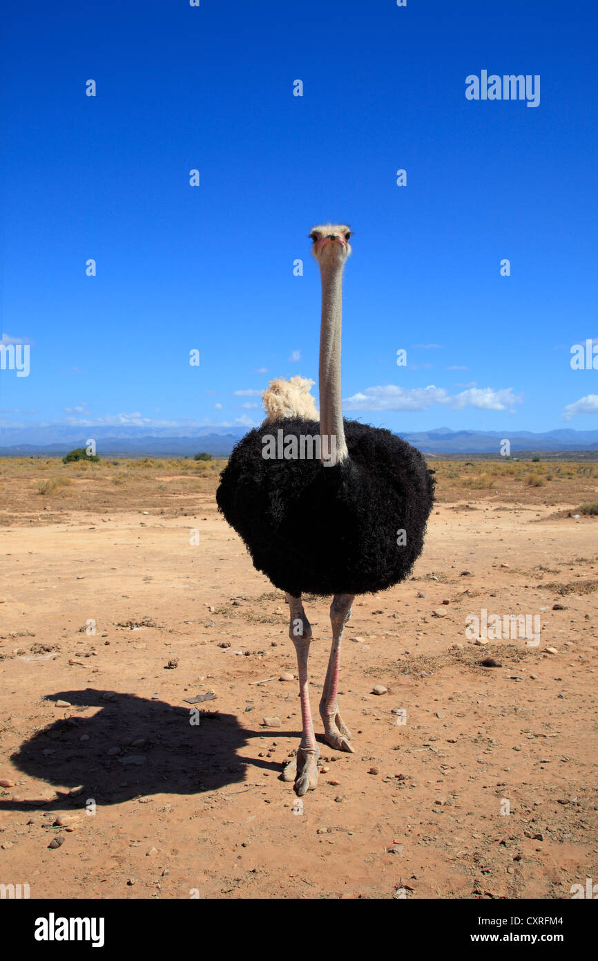 Südafrikanischen Strauß (Struthio Camelus Australis), Erwachsene, Männlich, Oudtshoorn, Little Karoo, Südafrika, Afrika Stockfoto