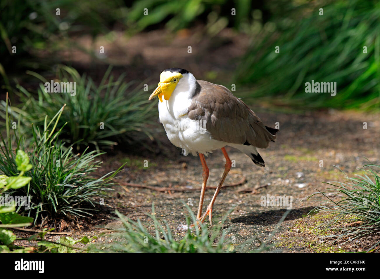 Afrikanische Flecht-Kiebitz oder Senegal Flecht-Regenpfeifer (Vanellus Senegallus), Erwachsener, Südafrika, Afrika Stockfoto