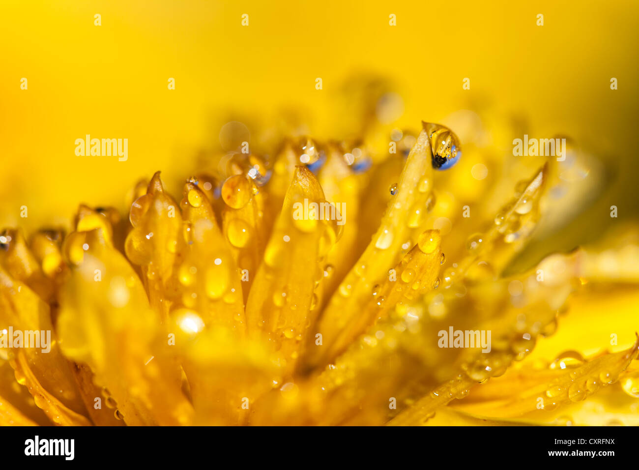 Gelbe Dahlie (Dahlia sp.), Detail, Hessen, Deutschland, Europa Stockfoto