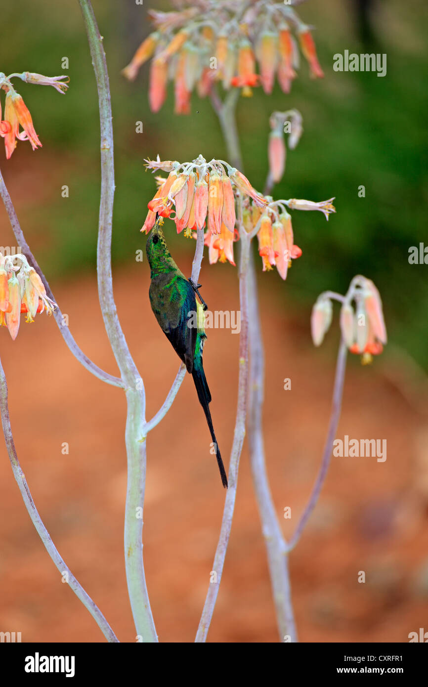 Malachit Sunbird (Nectarinia Famosa), Männlich, auf der Suche nach Nahrung in Flowers, Oudtshoorn, Little Karoo, Südafrika, Afrika Stockfoto