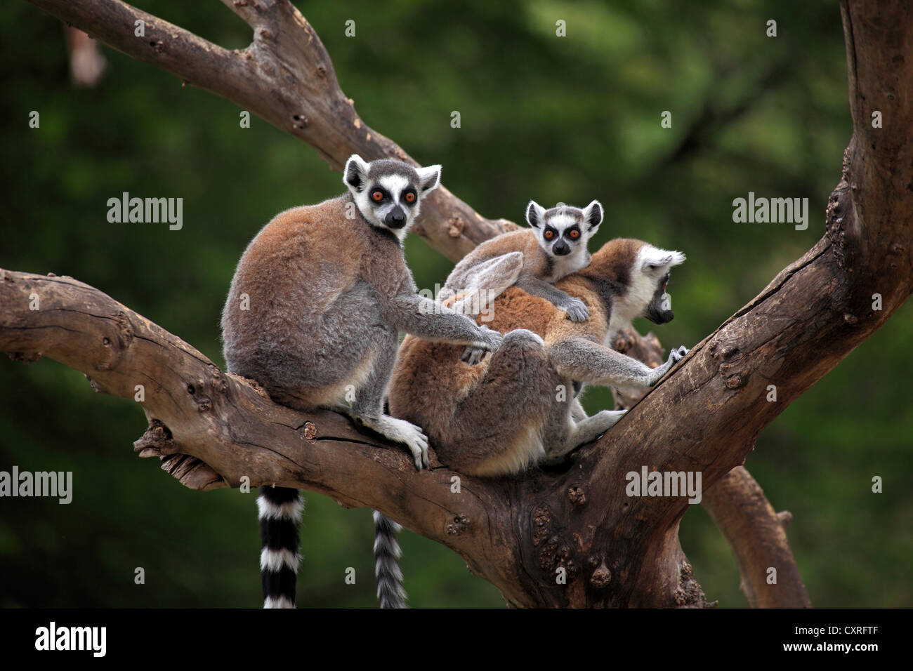 Kattas (Lemur Catta) mit einem Kleinkind in einem Baum, Madagaskar, Afrika Stockfoto