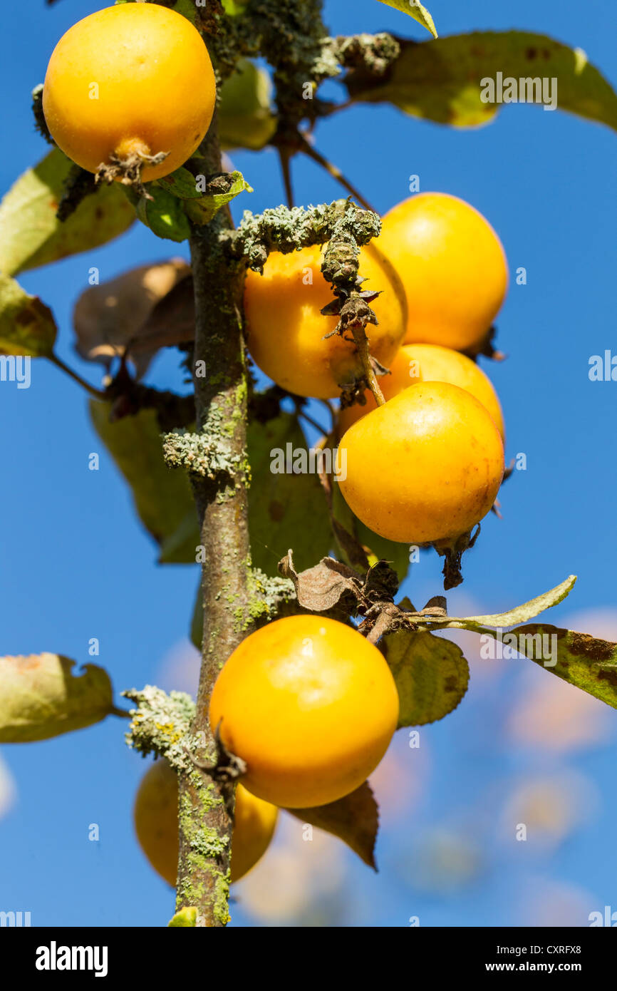 Äpfel, 'Evereste', Crab Apple auf einem Zweig, Kassel, Hessen, Deutschland, Europa Stockfoto