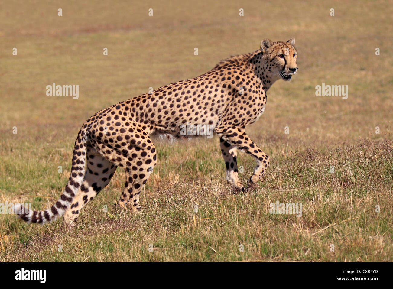 Gepard (Acinonyx Jubatus), Erwachsene, stehend Warnung, Südafrika, Afrika Stockfoto