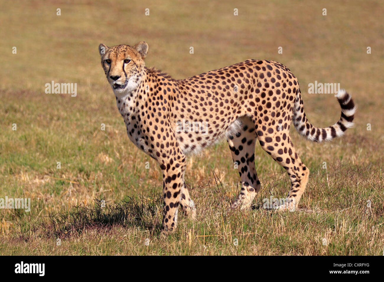 Gepard (Acinonyx Jubatus), Erwachsene, stehend Warnung, Südafrika, Afrika Stockfoto