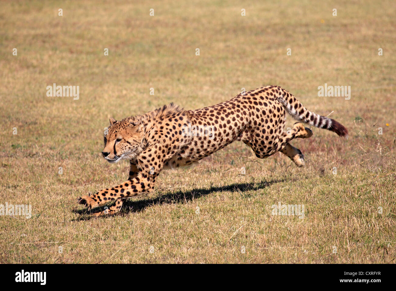 Gepard (Acinonyx Jubatus), Erwachsene, jagen, laufen, Südafrika, Afrika Stockfoto