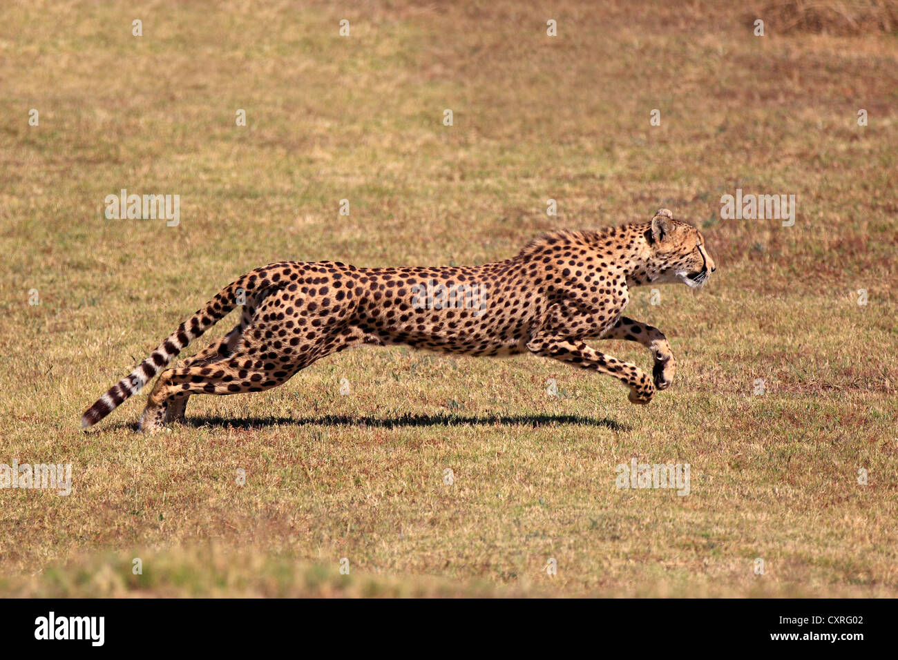 Gepard (Acinonyx Jubatus), Erwachsene, jagen, laufen, Südafrika, Afrika Stockfoto