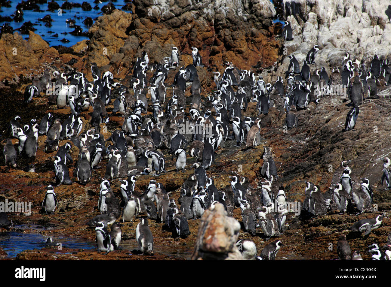 Jackass Pinguine, afrikanische Pinguine oder Black-Footed Pinguine (Spheniscus Demersus), Kolonie auf Felsen, Bettys Bay thront Stockfoto