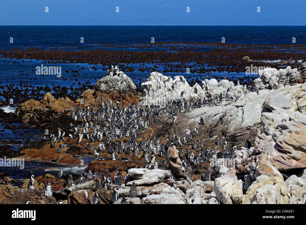 Jackass Pinguine, afrikanische Pinguine oder Black-Footed Pinguine (Spheniscus Demersus), Kolonie auf Felsen, Bettys Bay thront Stockfoto