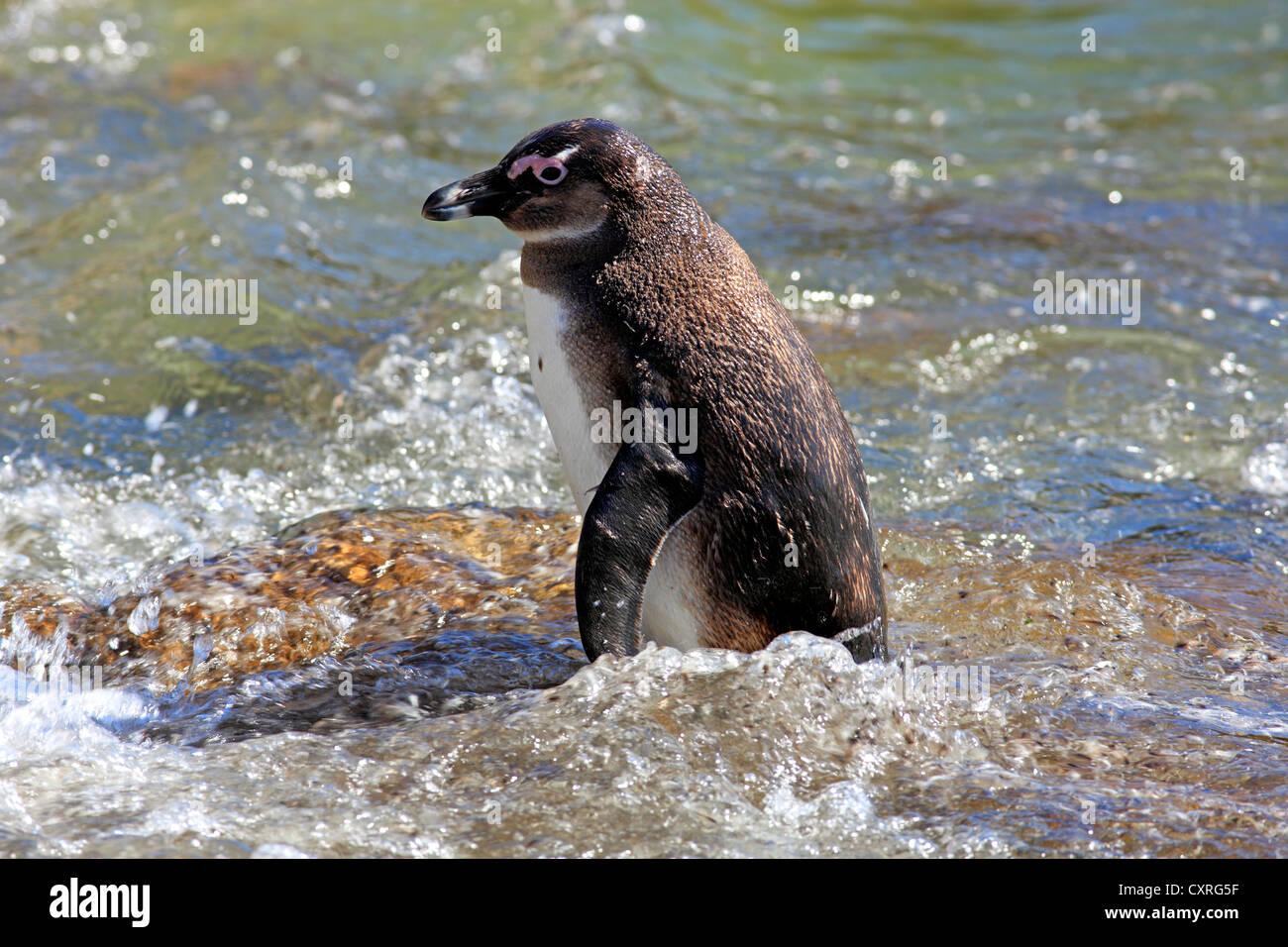 Jackass Penguin, afrikanische Pinguin oder Black-Footed Pinguin (Spheniscus Demersus), stehend im Wasser, Bettys Bay, Western Cape Stockfoto