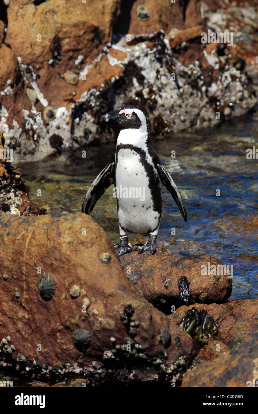 Jackass Penguin, afrikanische Pinguin oder Black-Footed Pinguin (Spheniscus Demersus), thront auf Felsen, Bettys Bay, Western Cape Stockfoto