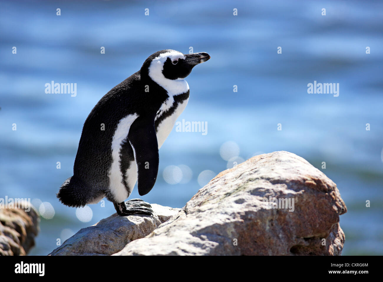 Jackass Penguin, afrikanische Pinguin oder Black-Footed Pinguin (Spheniscus Demersus), thront auf Felsen, Felsbrocken, Simons Town Stockfoto