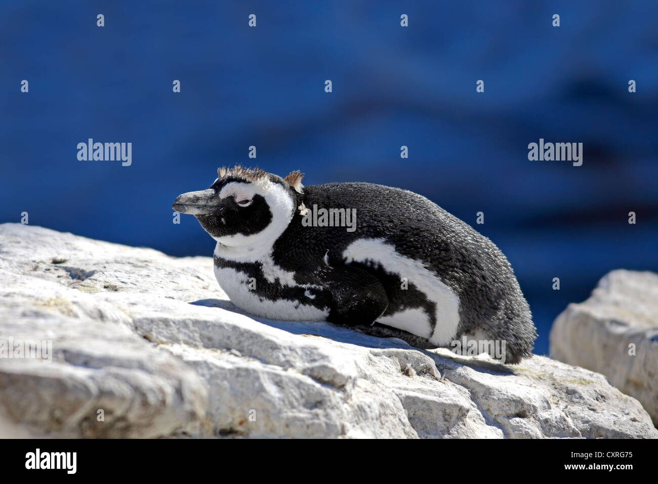 Jackass Penguin, afrikanische Pinguin oder Black-Footed Pinguin (Spheniscus Demersus), auf Felsen, Felsbrocken, Simons Town Stockfoto