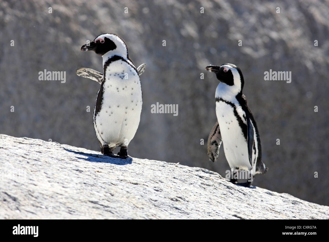 Jackass Pinguine, afrikanische Pinguine oder Black-Footed Pinguine (Spheniscus Demersus), paar thront auf Felsen, Felsbrocken, Simons Town Stockfoto