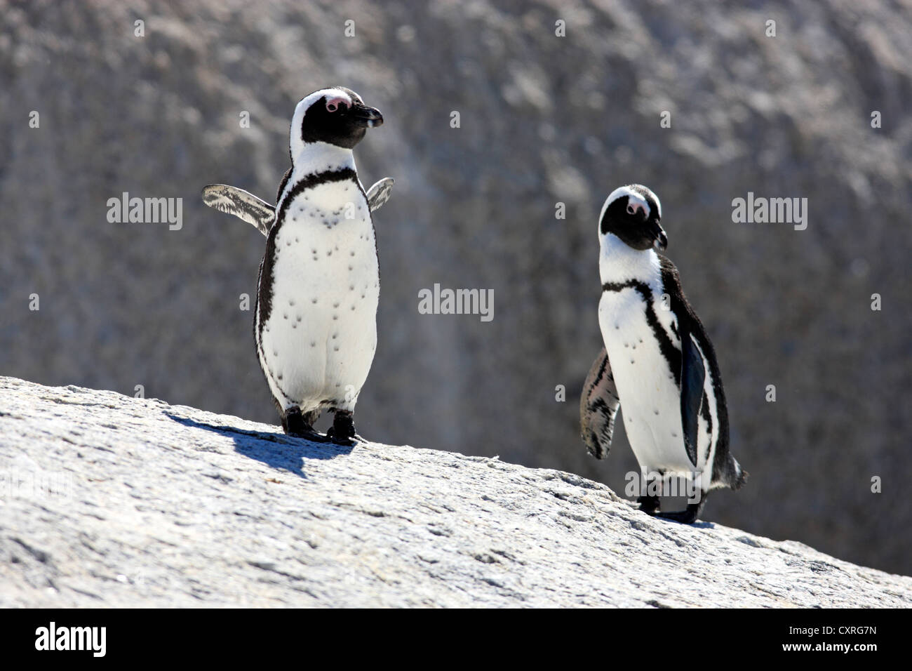 Jackass Pinguine, afrikanische Pinguine oder Black-Footed Pinguine (Spheniscus Demersus), paar thront auf Felsen, Felsbrocken, Simons Town Stockfoto