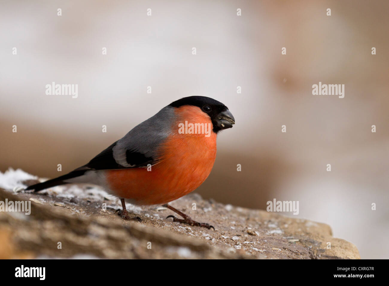 Gimpel (Pyrrhula pyrrhula), Bad Sooden - allendorf, Hessen, Deutschland, Europa Stockfoto