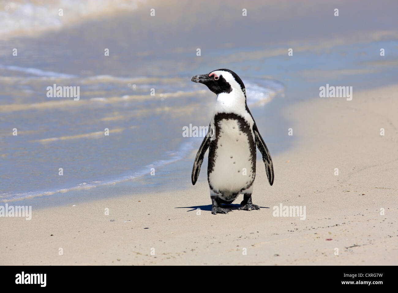 Jackass Penguin, afrikanische Pinguin oder Black-Footed Pinguin (Spheniscus Demersus), stehen am Strand, Boulder, Simons Town Stockfoto