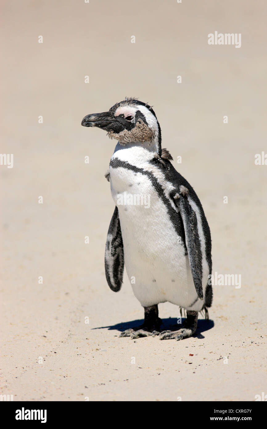 Jackass Penguin, afrikanische Pinguin oder Black-Footed Pinguin (Spheniscus Demersus), am Strand, Boulder, Simon subadulte der Stadt Stockfoto