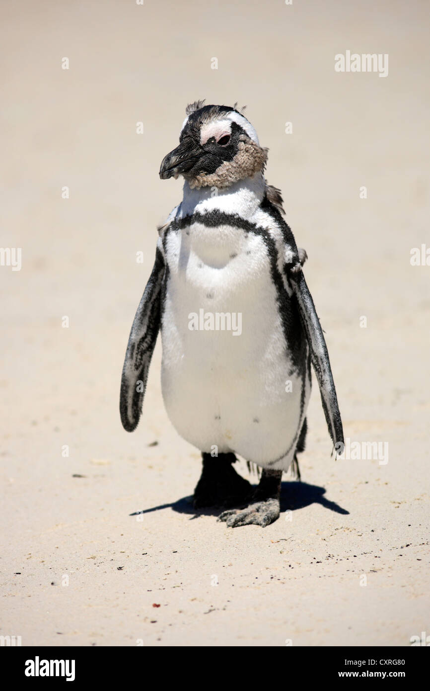 Jackass Penguin, afrikanische Pinguin oder Black-Footed Pinguin (Spheniscus Demersus), am Strand, Boulder, Simon subadulte der Stadt Stockfoto