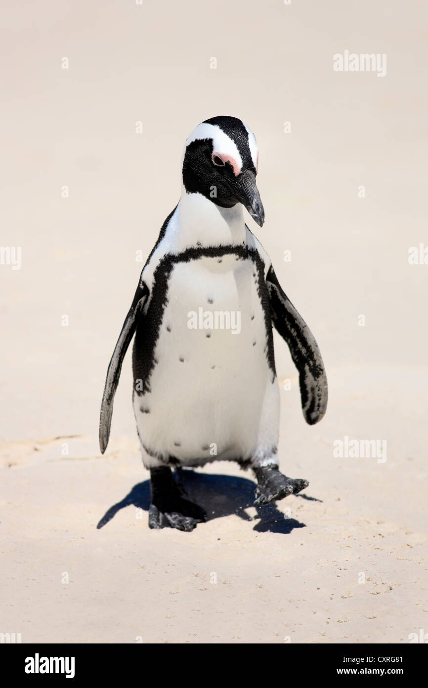 Jackass Penguin, afrikanische Pinguin oder Black-Footed Pinguin (Spheniscus Demersus), walking am Strand, Boulder, Simons Town Stockfoto