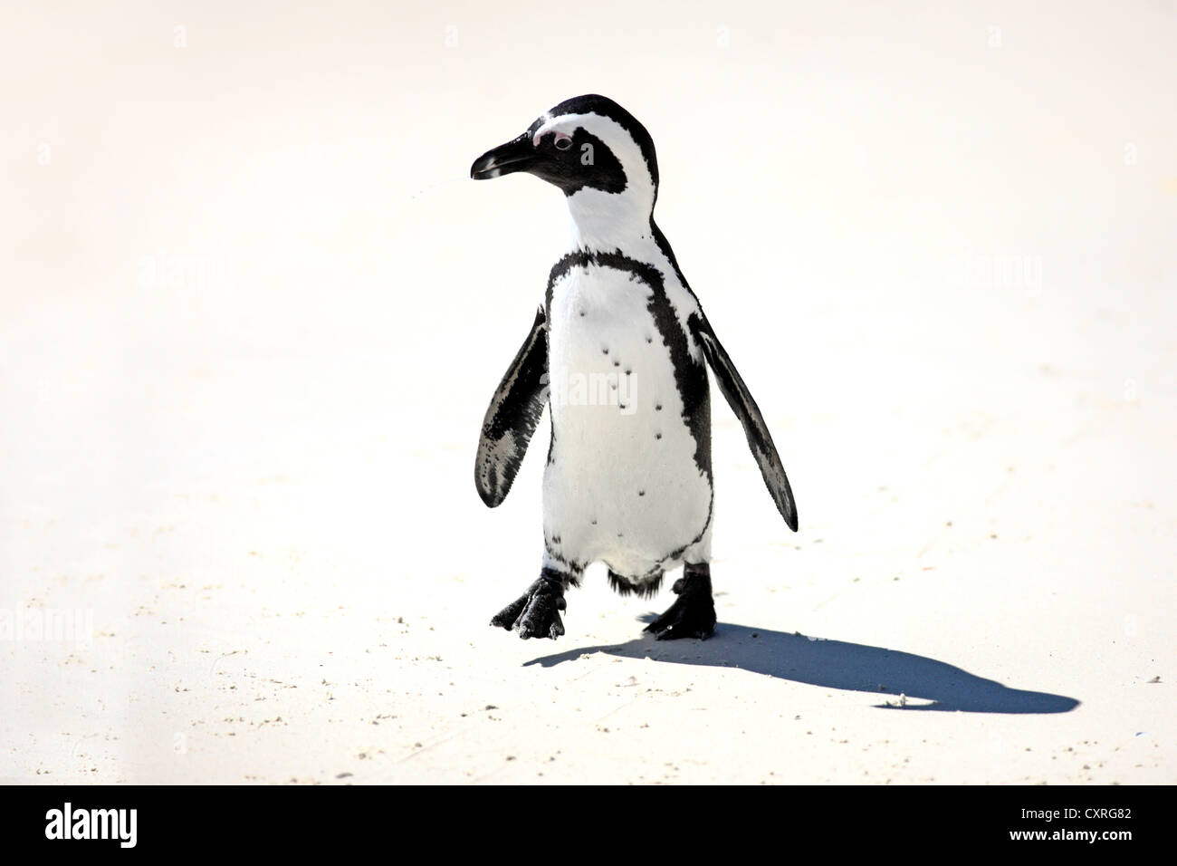 Jackass Penguin, afrikanische Pinguin oder Black-Footed Pinguin (Spheniscus Demersus), am Strand, Wandern, Boulder, Simons Town Stockfoto