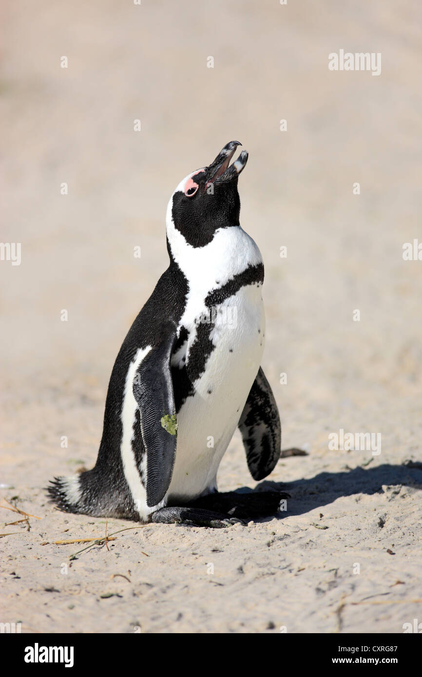Jackass Penguin, afrikanische Pinguin oder Black-Footed Pinguin (Spheniscus Demersus), am Strand, mit der Aufforderung, Boulder, Simons Town Stockfoto